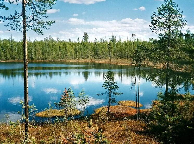 Маленькое озеро название. Озеро Ламбушка в Карелии. Ламбушка Петрозаводск озеро. Озеро Укшозеро Карелия. Лесные озера ламбушки.