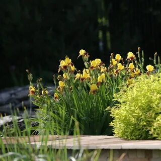 Partner for garden egs