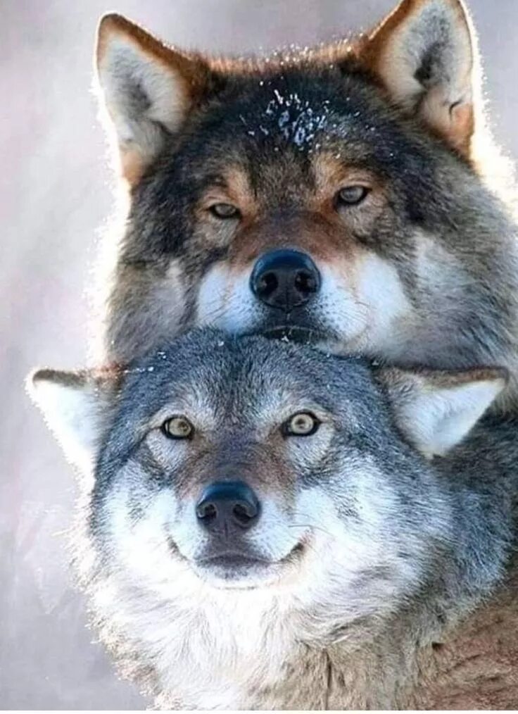 Pin by Els van der Giesen on animals Wolf dog, Wolf pictures, Animals