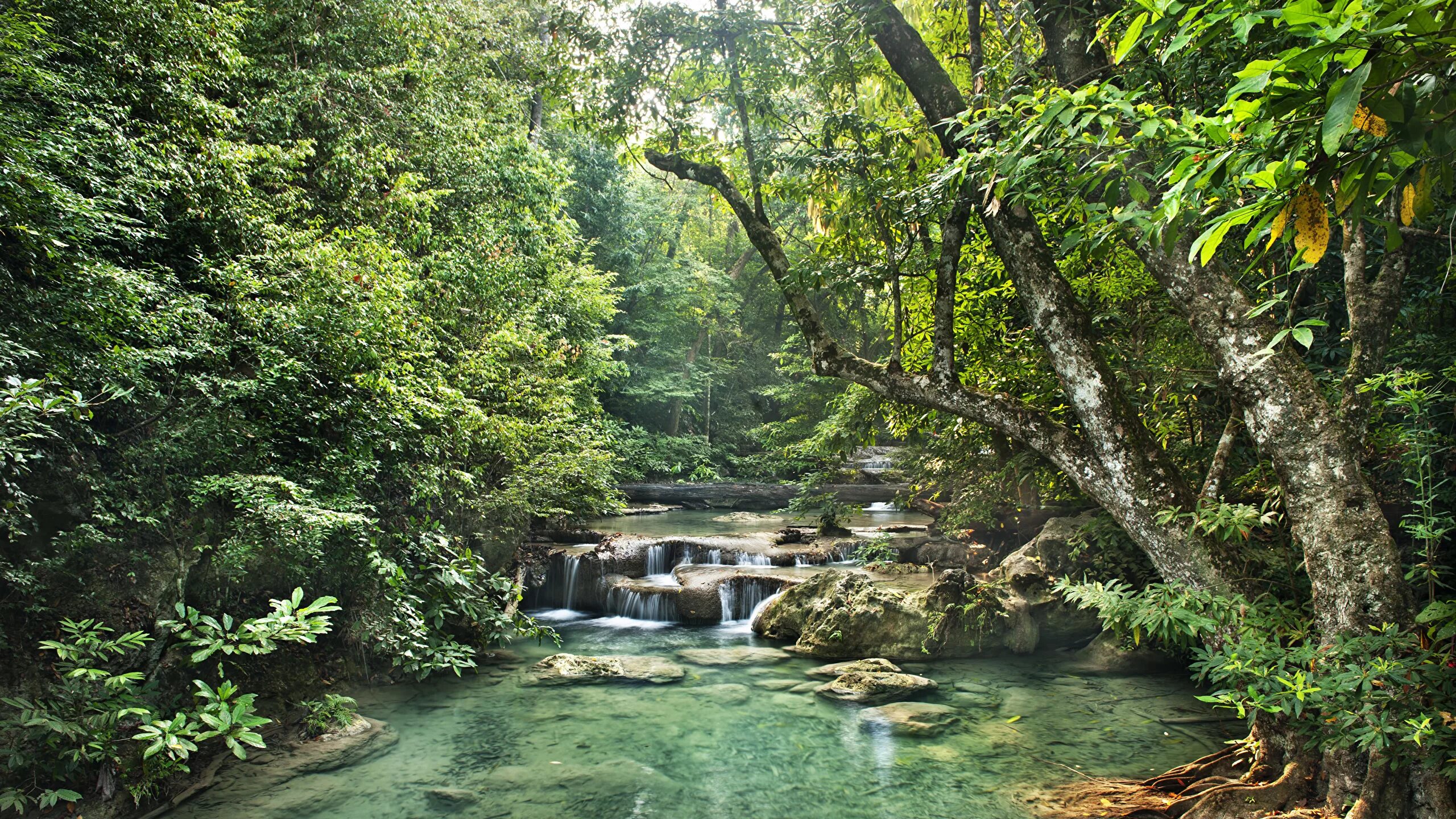 Jungle river