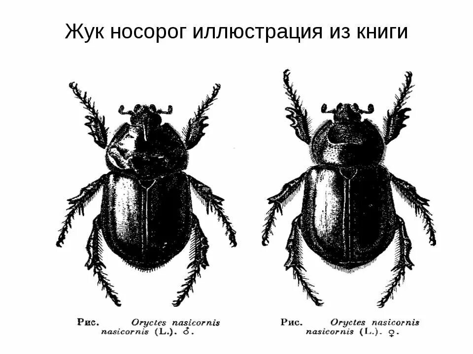 Строение жука носорога схема. Внешнее строение жука носорога схема. Жук носорог. Строение жука носорога.