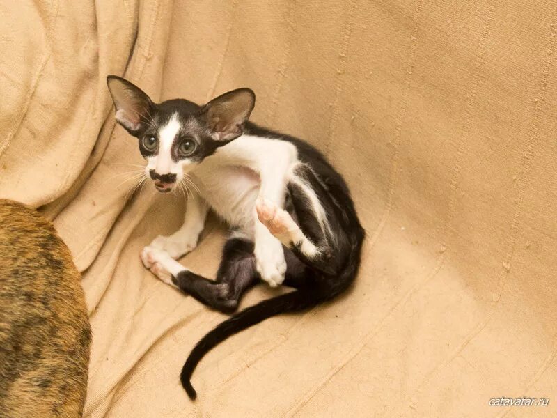 ориенталы в нижнем новгороде. ориентальная кошка с усами. ориентальная кошка и актер. ориенталы в нижнем новгороде. черный ориентальный кот.