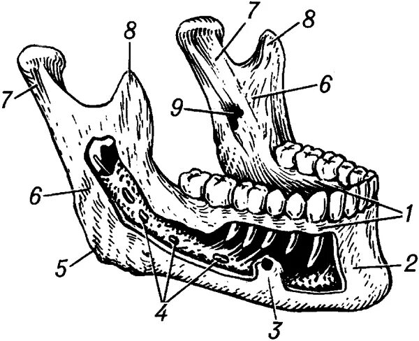 Анатомия нижней челюсти человека кости. Альвеолярный отросток нижней челюсти анатомия. Мыщелковый отросток нижней челюсти. Венечный отросток верхней челюсти.