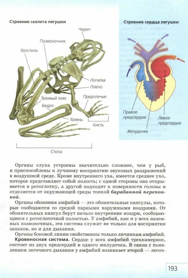 Сердце лягушки разбито. Анатомия лягушки. строение лягушки. внутреннее строение лягушки. строение сердца амфибий.