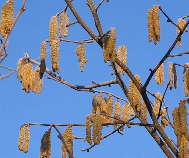 Сколько цветет ольха. Ольха серая Alnus incana. Ольха Aurea. Ольха серая Alnus incana “Aurea”. Ольха серая Ауреа(Alnus glutinosa).