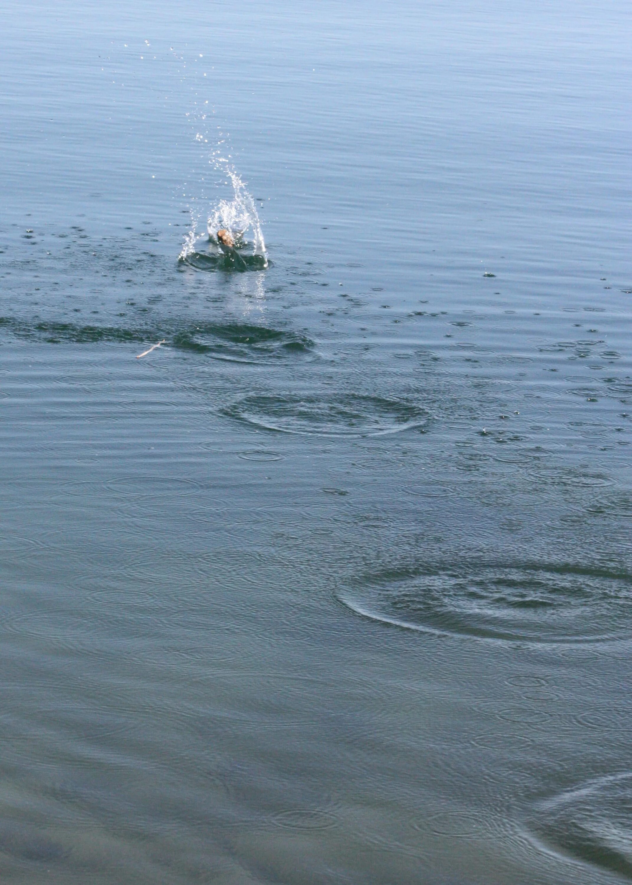 Блинчики по воде. Камушки по воде. Круги на воде. Камень брошенный в воду.