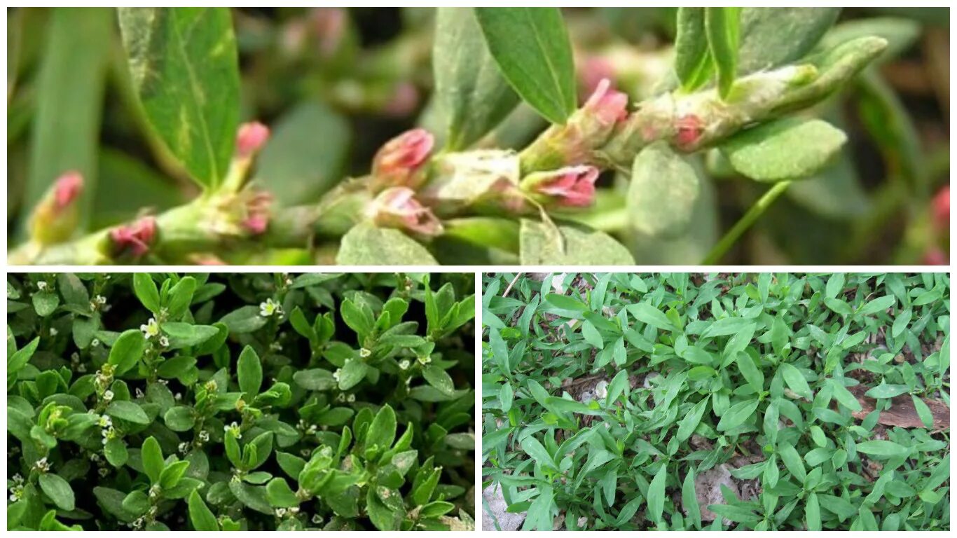 Polygonum aviculare - Изображение особи - Плантариум