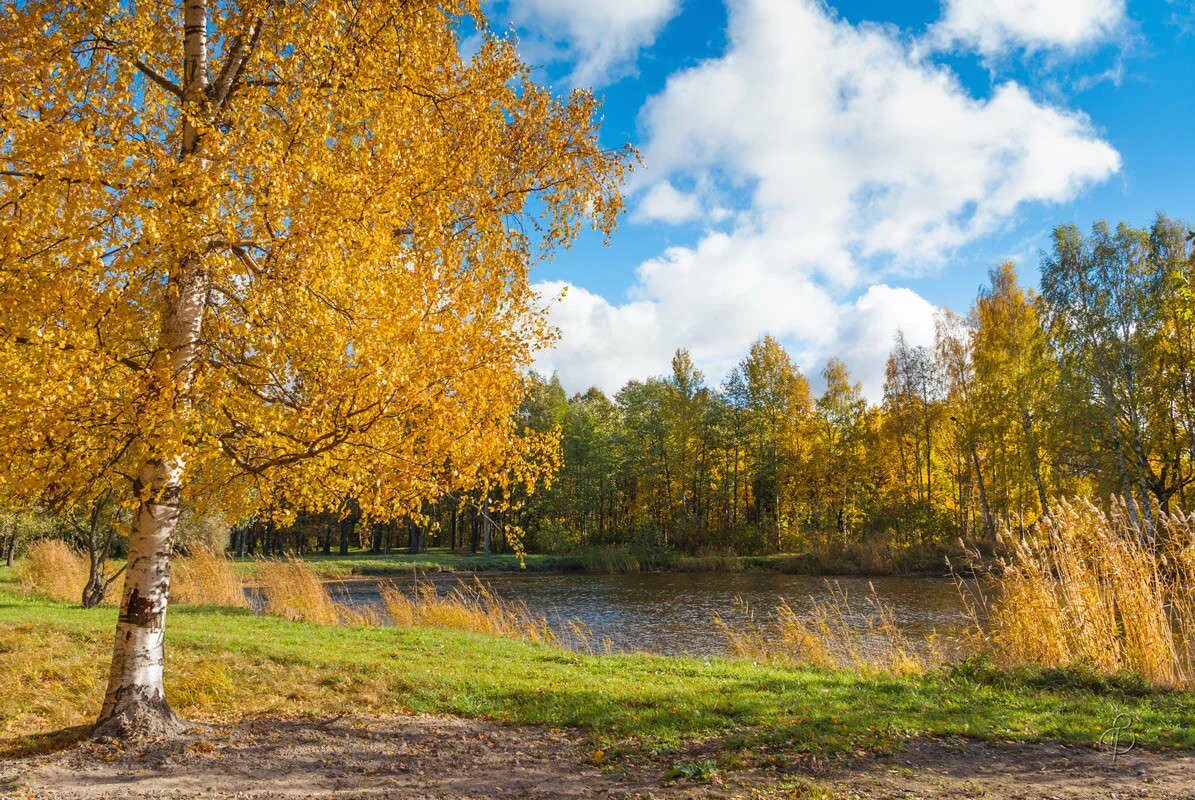 Золотая осень березы. Береза осень. Береза осенью. Осенняя Березка. Березки надели