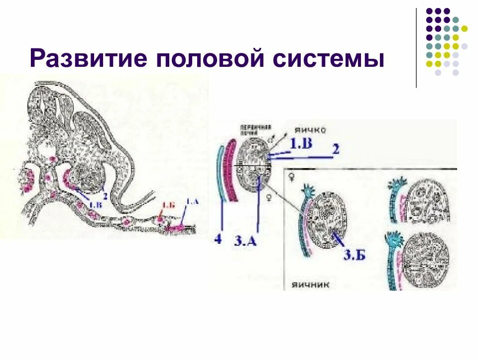 Развитие органов женской половой системы. Гистология эмбриогенез женской половой системы. Женская половая система гистология развитие. Развитие половой системы схема. Схема развития мужской половой системы гистология.