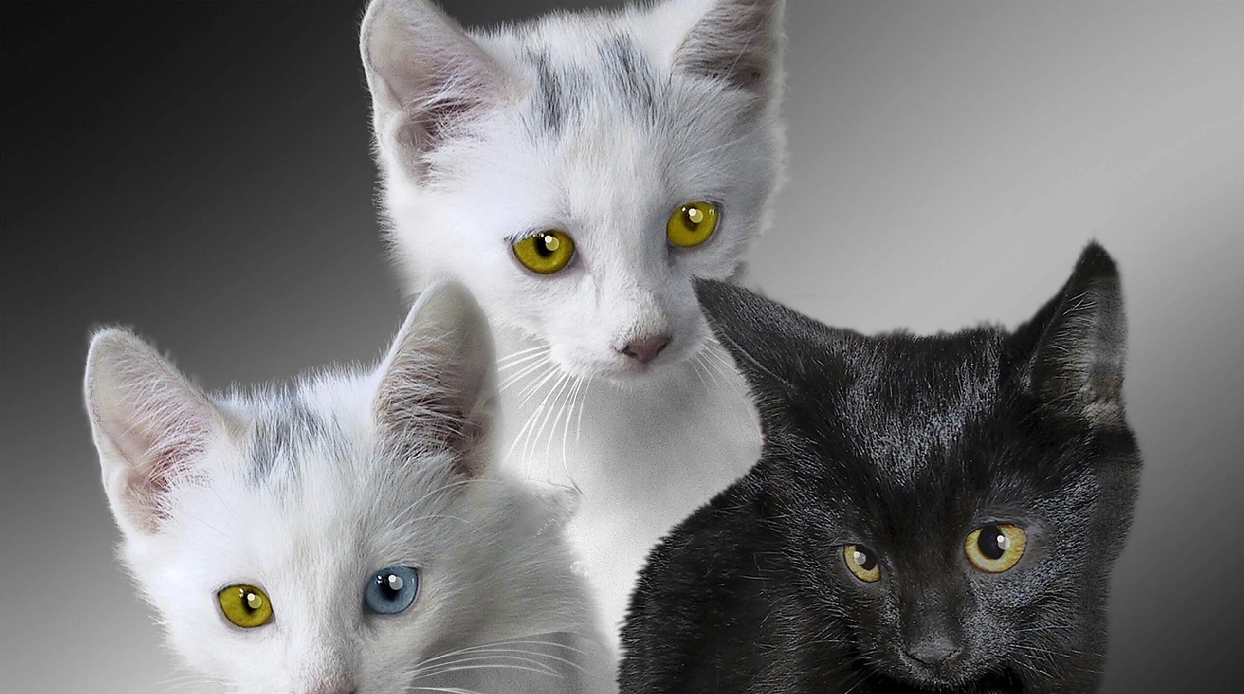 Нет 3 кошки. Три кошки. Трое котят. Черный и белый котик. Бело серые коты.