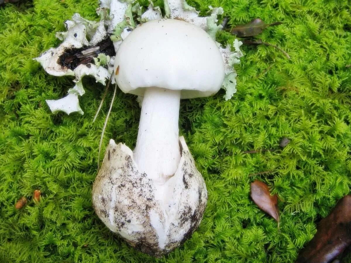 Мухомор белый поганковидный. Мухомор поганковидный amanita citrina. Шампиньон желтокожий agaricus xanthodermus. Бледная поганка гриб. Съедобный гриб похожий на бледную поганку.