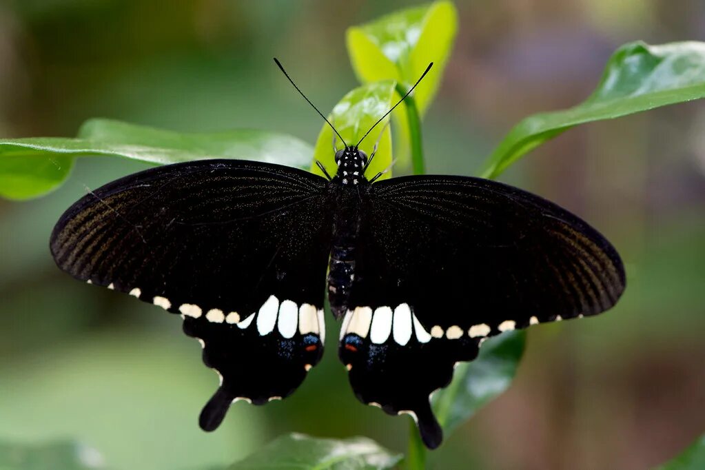 Top 10 Most Unusual And Beautiful Butterflies In The World - The Mysterious Worl