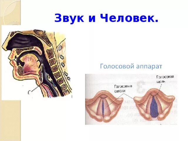 Голосовые связки человека при молчании. Голосовой аппарат. Голосовые связки у человека. Звуковой аппарат человека. Голосовые складки рисунок.