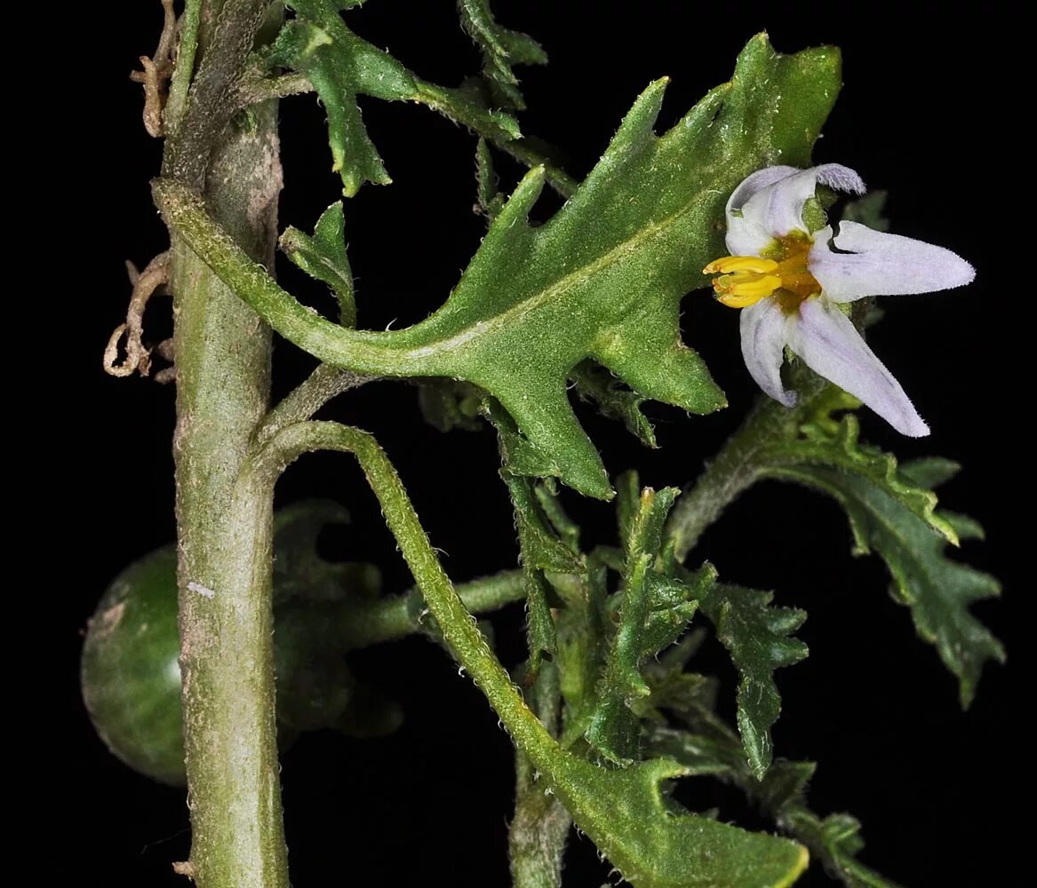 Паслена земле. Паслен трехцветковый. Паслен трехцветковый (Solanum triflorum. Паслен Каролинский (Solanum carolinense). Паслен колючий (Solanum rostratum dun.).