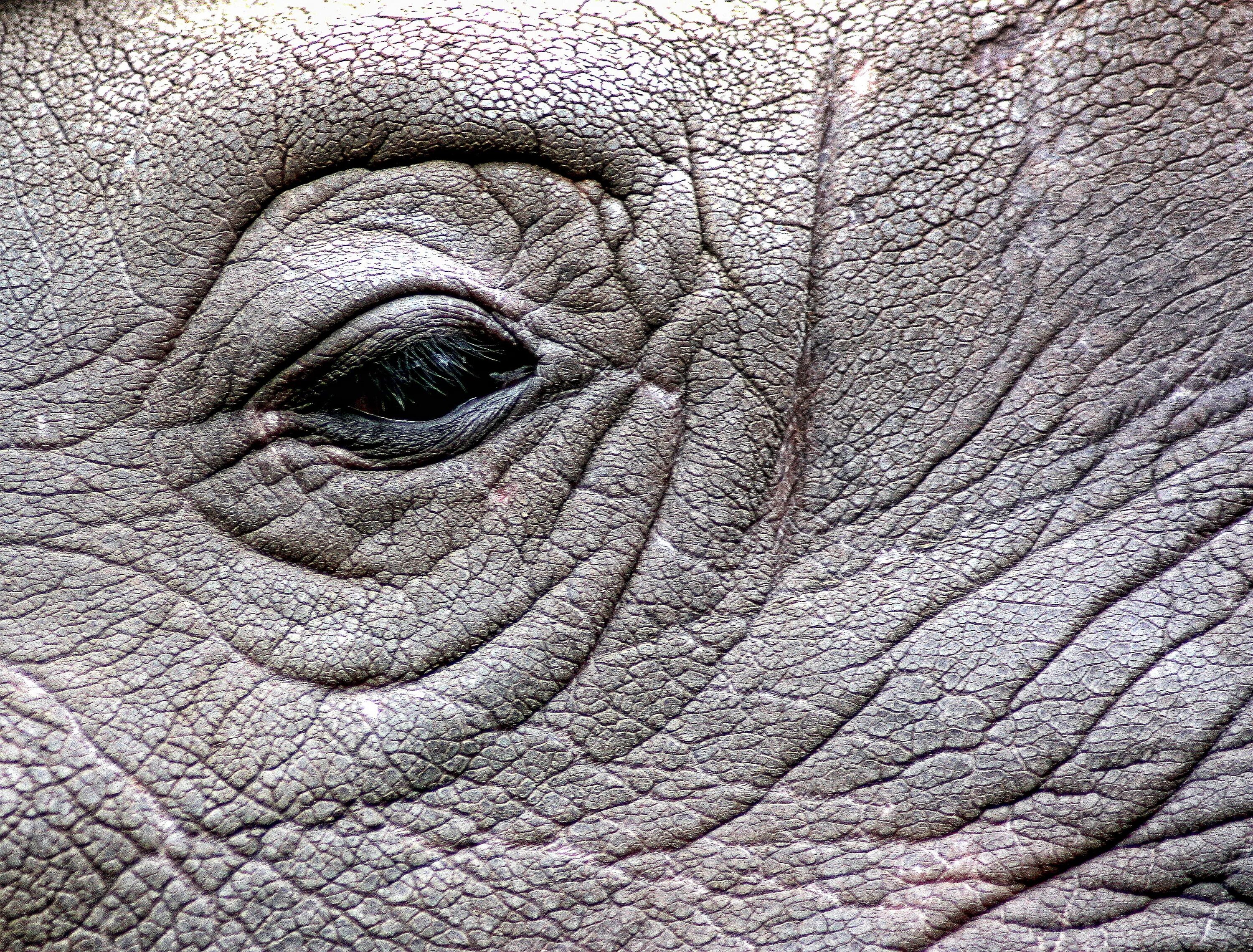 Какого цвета кожа слонов. Глаза слона. Глаза носорога. Кожа слона. Кожа носорога.