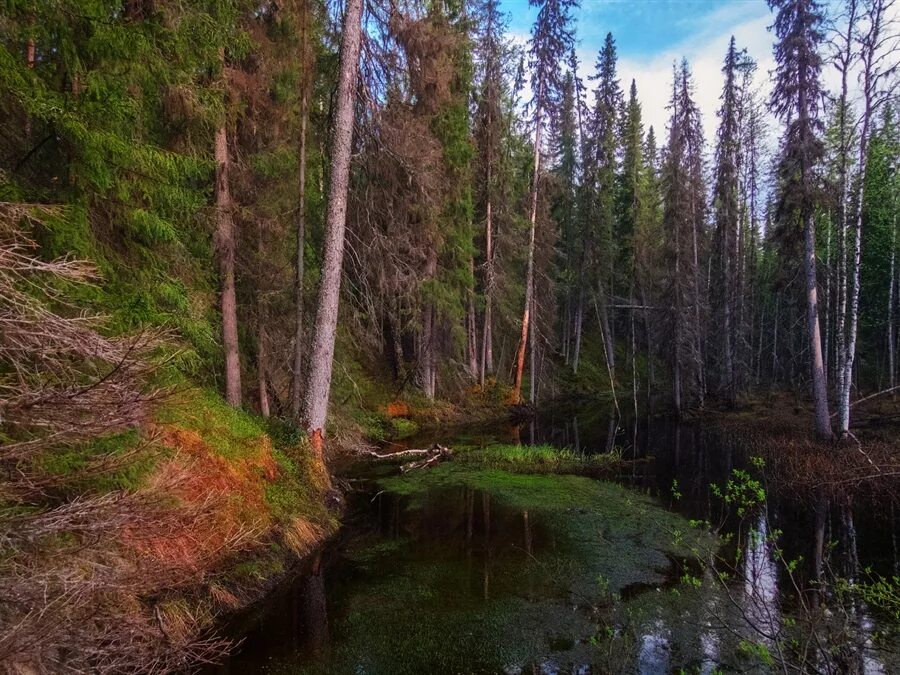 Лес Республика Коми Тайга. Непролазная Сибирская Тайга. Таежный лес в Коми Республике. Северная Тайга Коми.