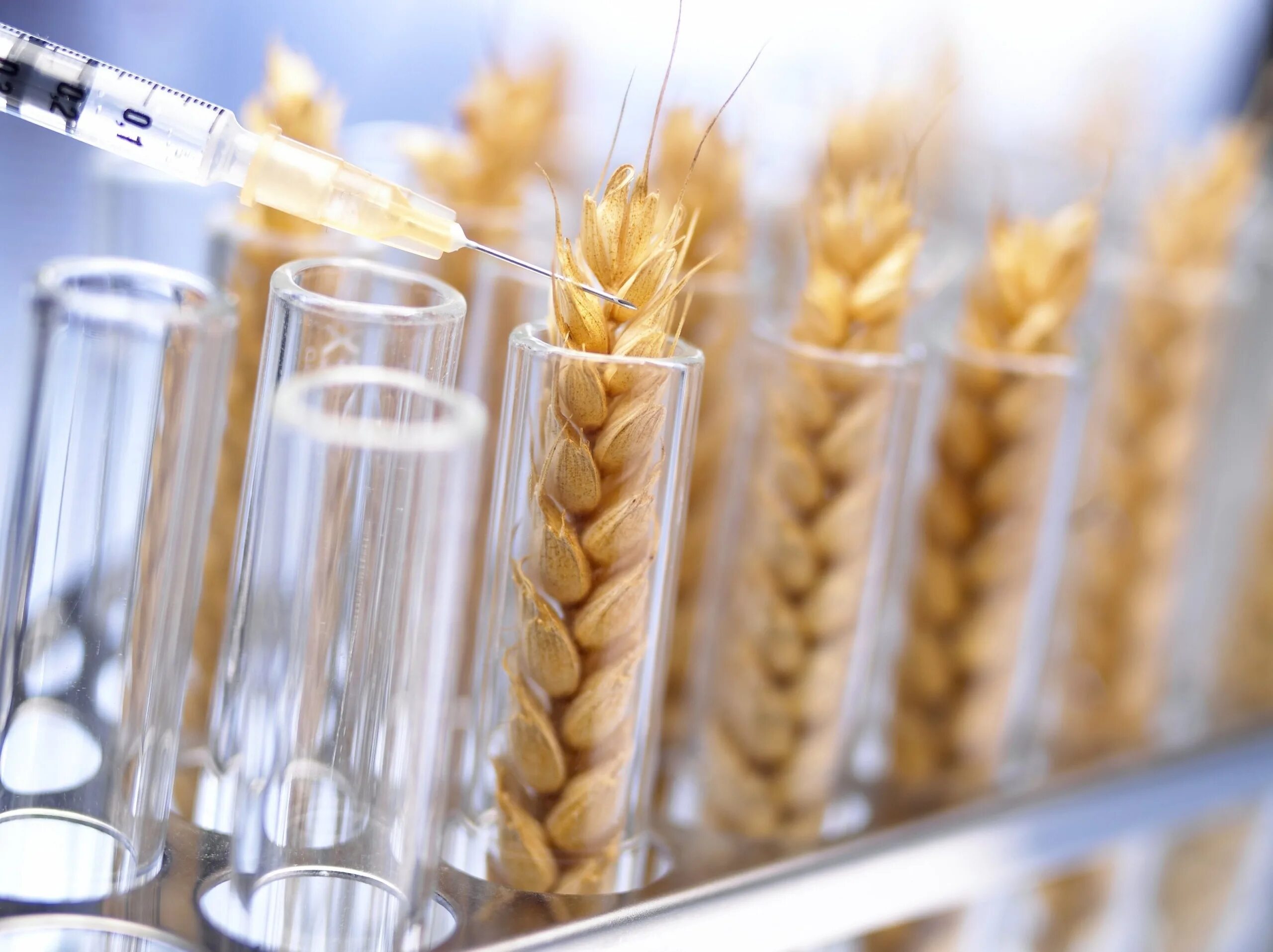 Селекция пшеницы. Генная инженерия в сельском хозяйстве. ГМО пшеница. ГМО В сельском хозяйстве.