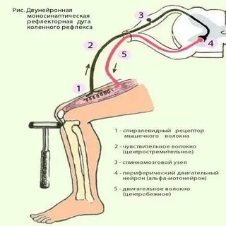 Соматический безусловный рефлекс отдергивания руки