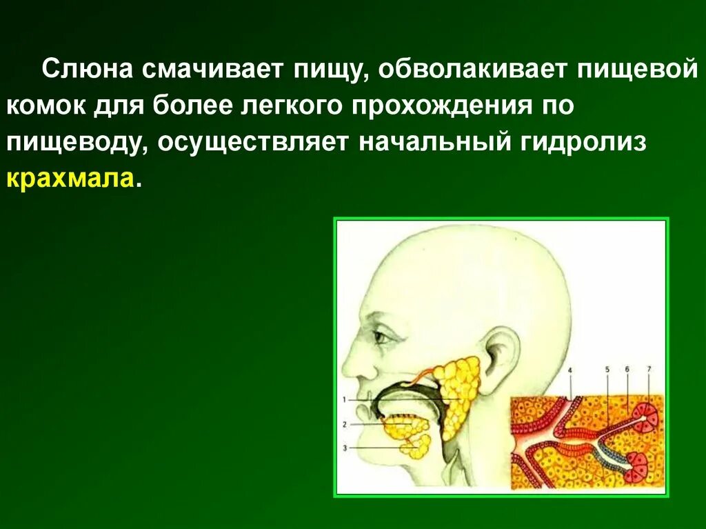 Смачивание пищи слюной. Формирование пищевого комка. Что смачивает пищевой комок. Последовательно прохождению пищевого комка. Обволакивающая функция слюны.