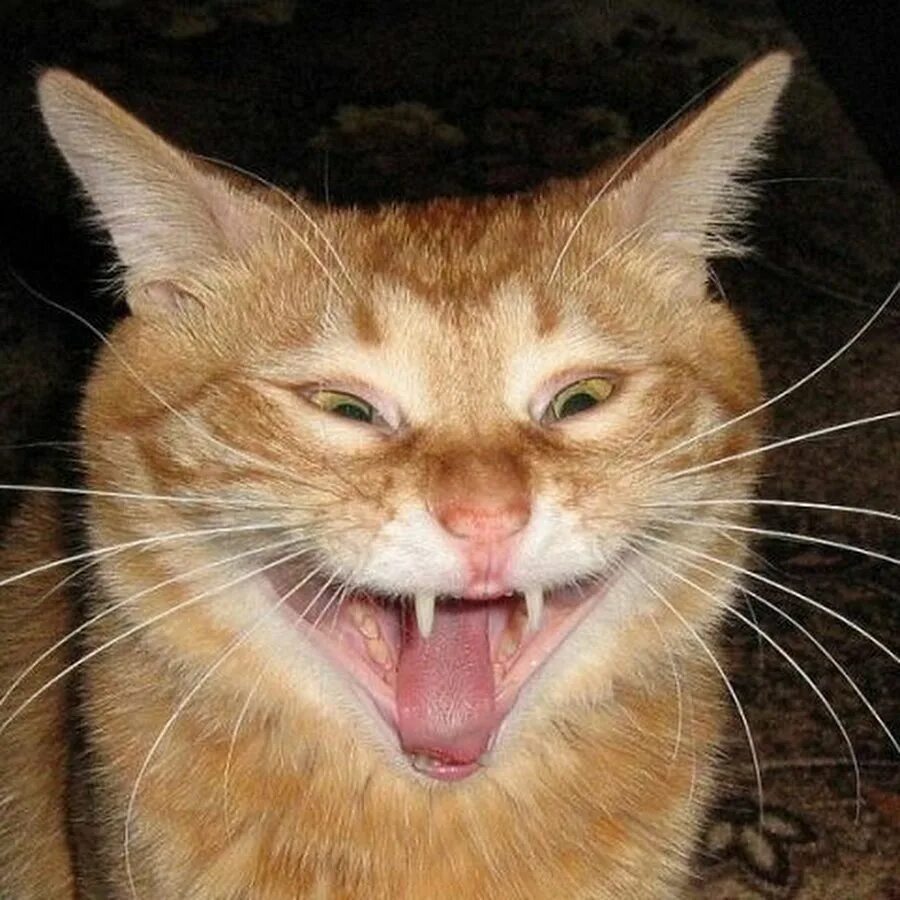 Кот смеется. Кот ржет. Рыжий кот смеется. Рыжий кот ржет. Надрывают от смеха