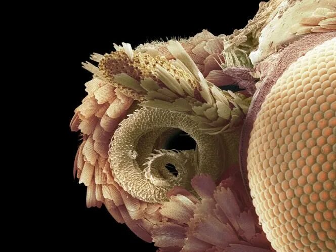 Marine predators bulked up over eons to dominate their prey - Berkeley News