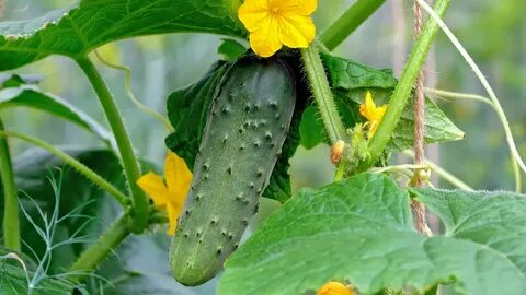 Итальяндық порно