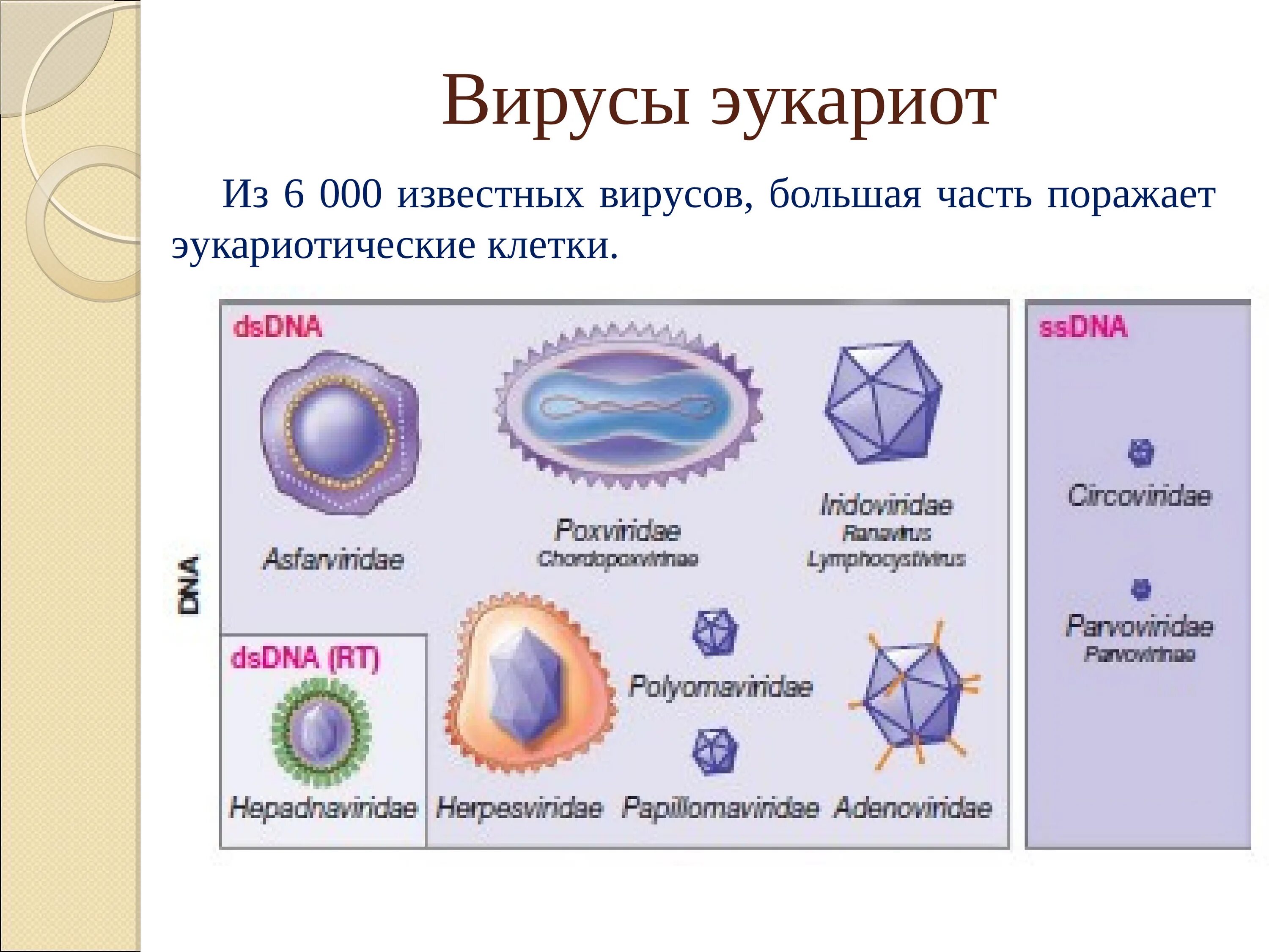 Вирусы это прокариоты