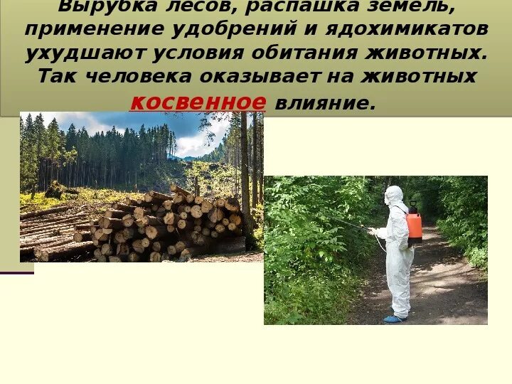 Последствия после вырубки лесов. Последствия вырубки лесов. Как влияет вырубка лесов на природу. Влияние вырубки лесов на человека. Экологические проблемы леса.