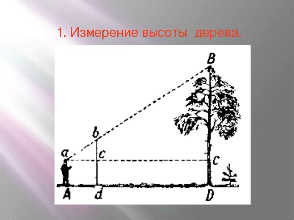 Высота рисунок. Способы измерения высоты дерева. Методика измерения высоты дерева. Как измерить высоту дерева. Измерить высоту здания.