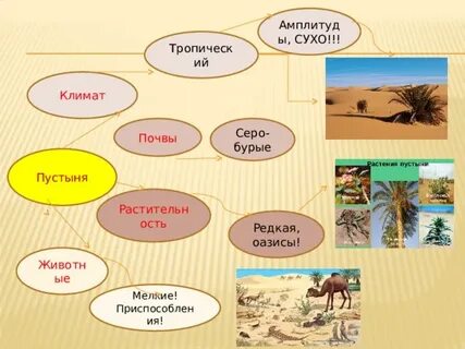 Природные зоны африки растительный и животный мир
