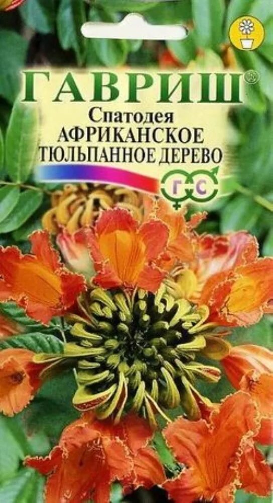 Тюльпанное дерево семена. Тюльпанное дерево семена. Спатодея колокольчатая африканское тюльпанное дерево. Спатодея африканское тюльпанное дерево семена. Спатодея африканское тюльпанное из семян фото ростка.