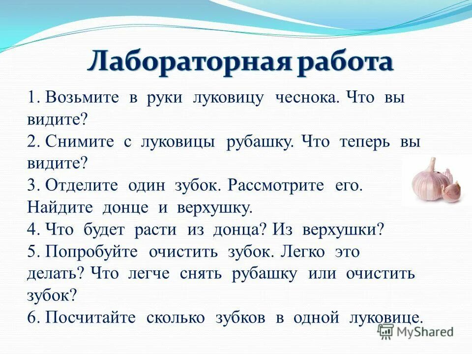 луковица с радостью изложение 5 класс