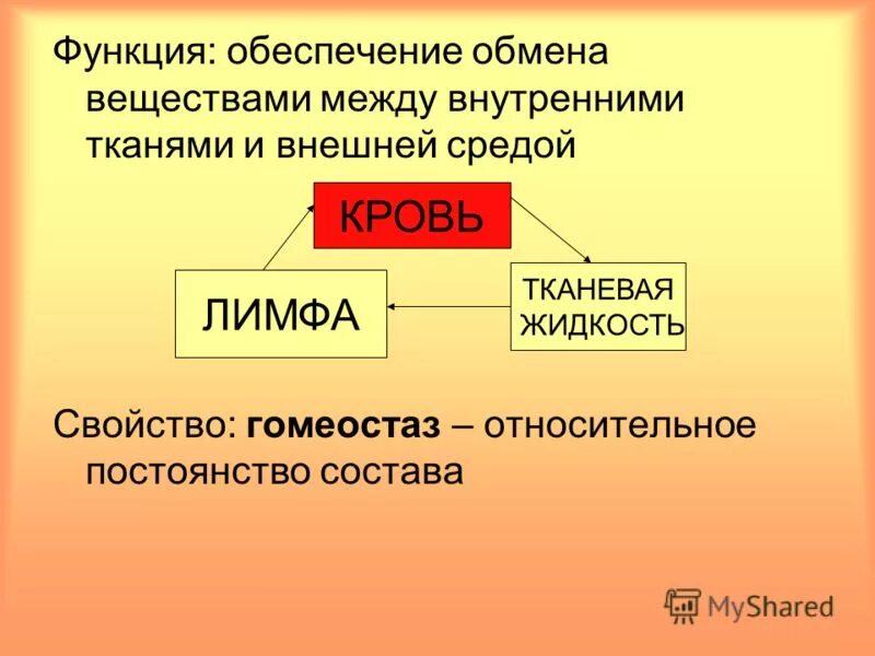 Функции крови лимфы и тканевой жидкости. Состав тканевой жидкости. Кровь лимфа тканевая жидкость. Функция тканевой жидкости в организме.