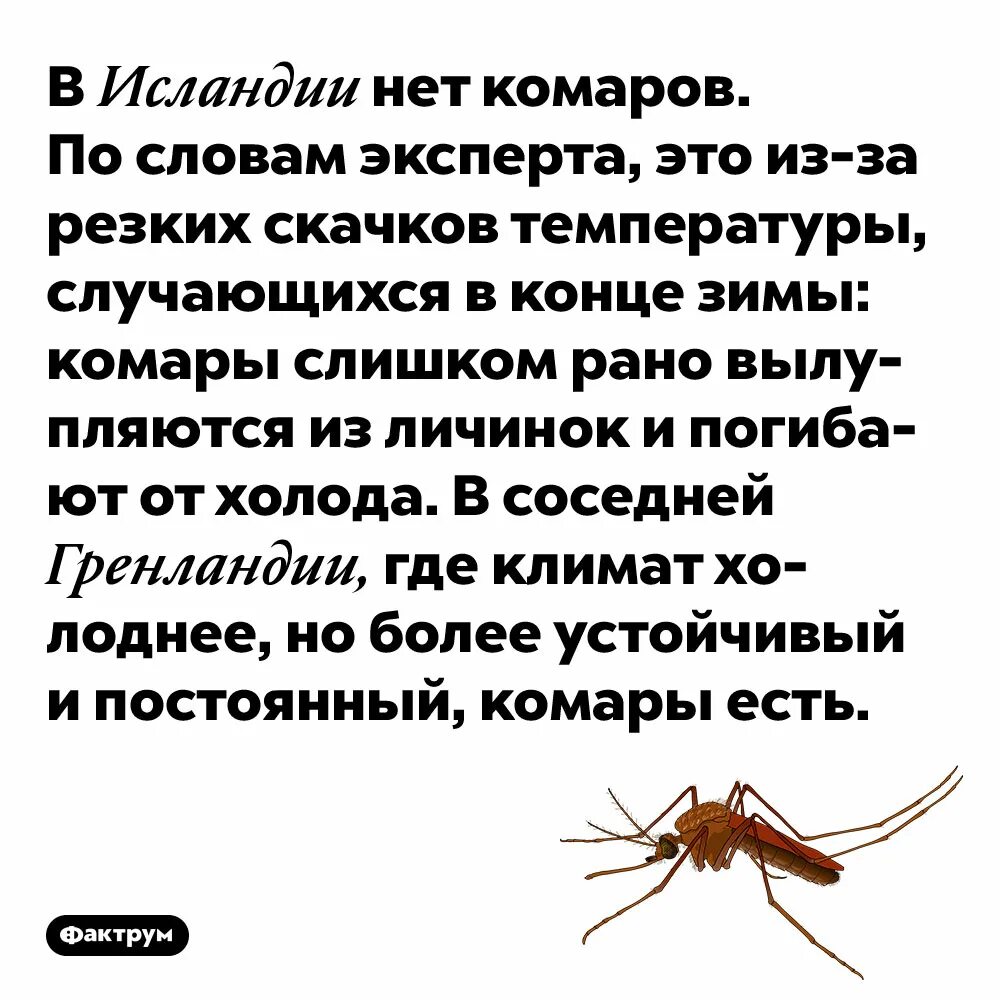 Что есть комары. Комары.