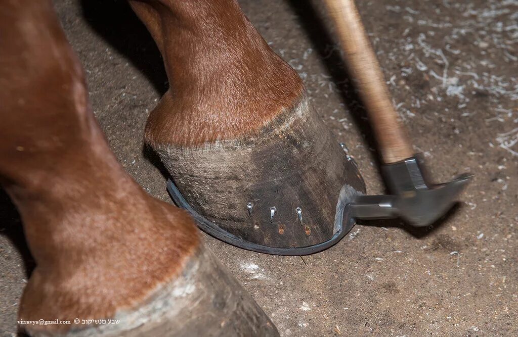 Кузнец выковал подковы для лошадей. Для чего подковывают лошадей. Подкова с лошадью. Ковка копыт. Горн ковка копыт.