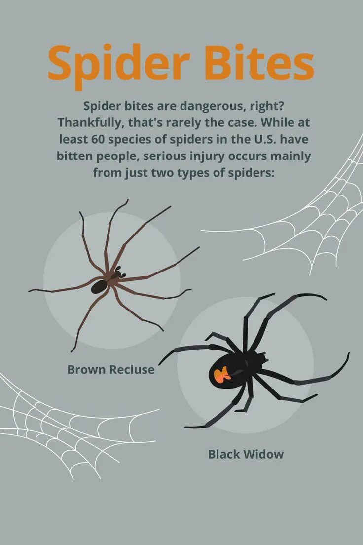Spider bit. Poisonous spider. spider перевод на русский.