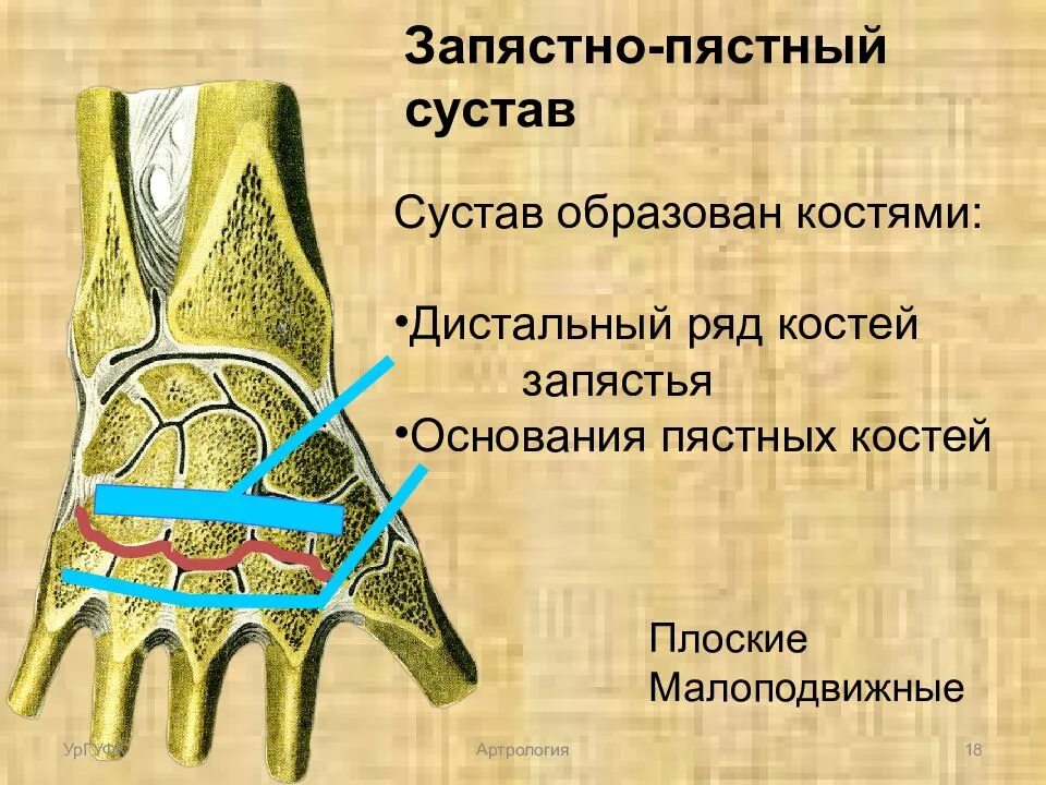 Запястно-пястный сустав. Запястно-пястный сустав 1 пальца. Полость запястно пястного сустава. Среднезапястный сустав характеристика. Соединения костей запястья