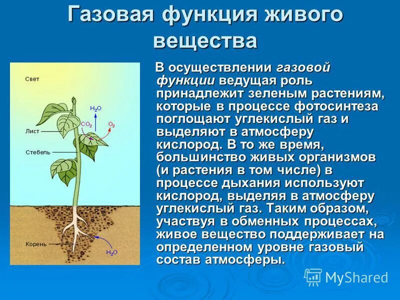 Деструктивная функция живого. Функции живого вещества в биосфере. Газовая функция живого вещества. Функции живого вещества. Газовая функция живого вещества в биосфере.