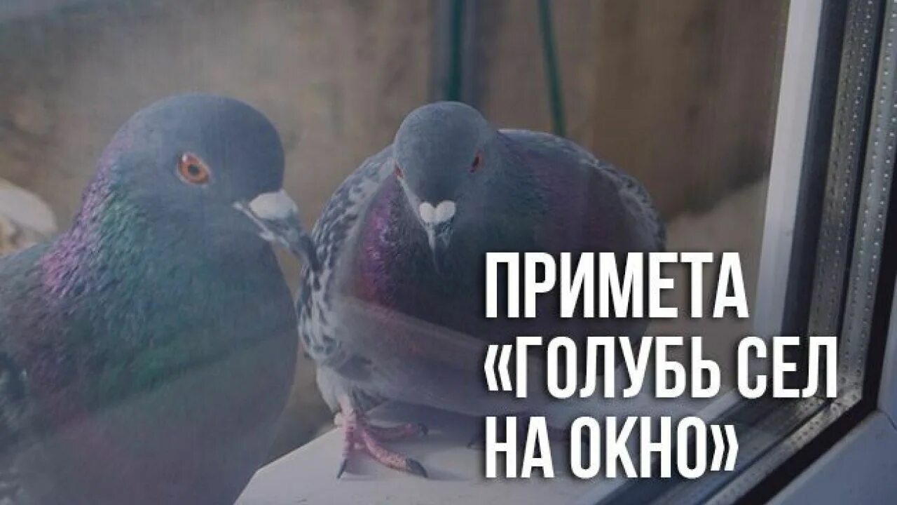 Что означает голубь в окне. Голубь сел. Приметы про голубей. Рыжий голубь примета. Голубь на окне примета.