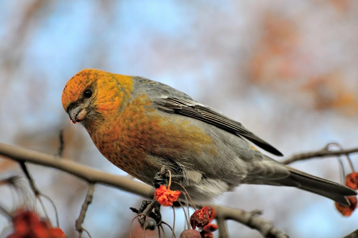 Вьюрковые зяблик. Финский попугай щур. Клест самец и самка. Щур самцы. Клёст самка клеста.