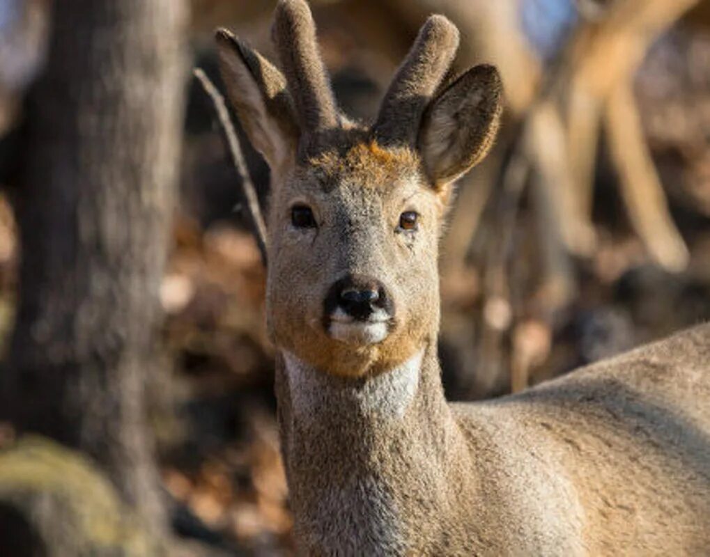 дикие животные красноярска. олень северный лесной сибирский. животный мир красноярского кр. дикие животные красноярска. пинежский заповедник фауна.