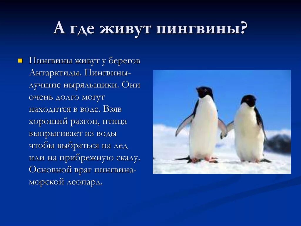 Где живут пингвины материк. Где живёт Пингвин?. Гдееееее живёт Пингвин. Пингвины живут. Ндеживут пингвины.