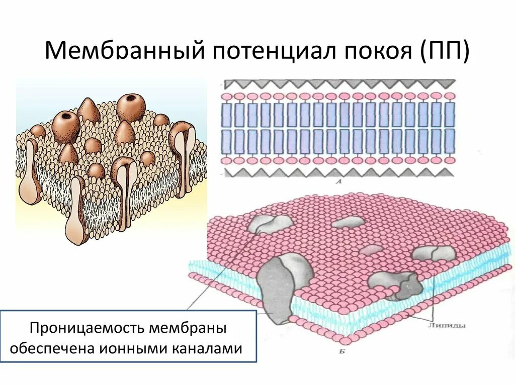 Потенциал мембраны клетки. Потенциал покоя на мембране клетки. Разность потенциалов на мембране клетки. Мембранный потенциал клетки. Мембраны клетки тест