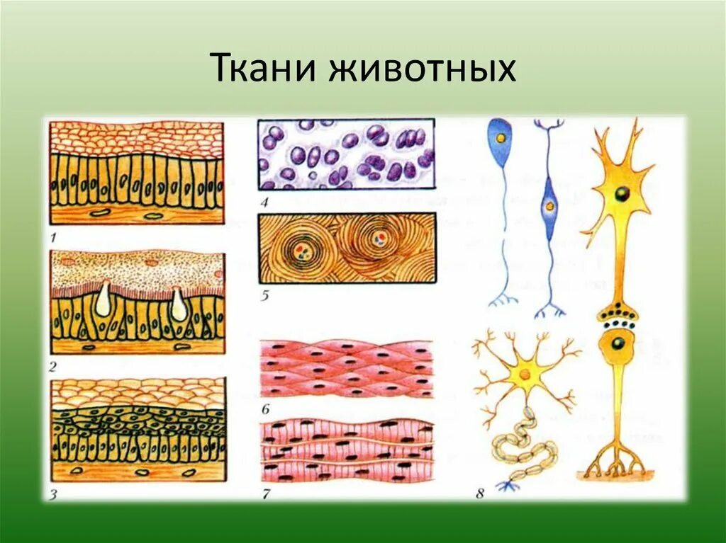 Строение различных тканей и клеток животных. Строение различных тканей и клеток животных биология 7 класс. Строение различных тканей и клеток животных рисунок 17. Ткань 1)  соединительная 2)  эпителиальная.