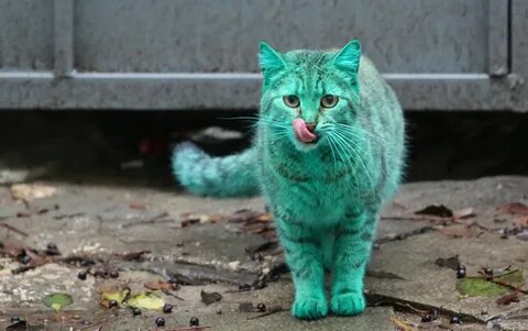 I am green cat