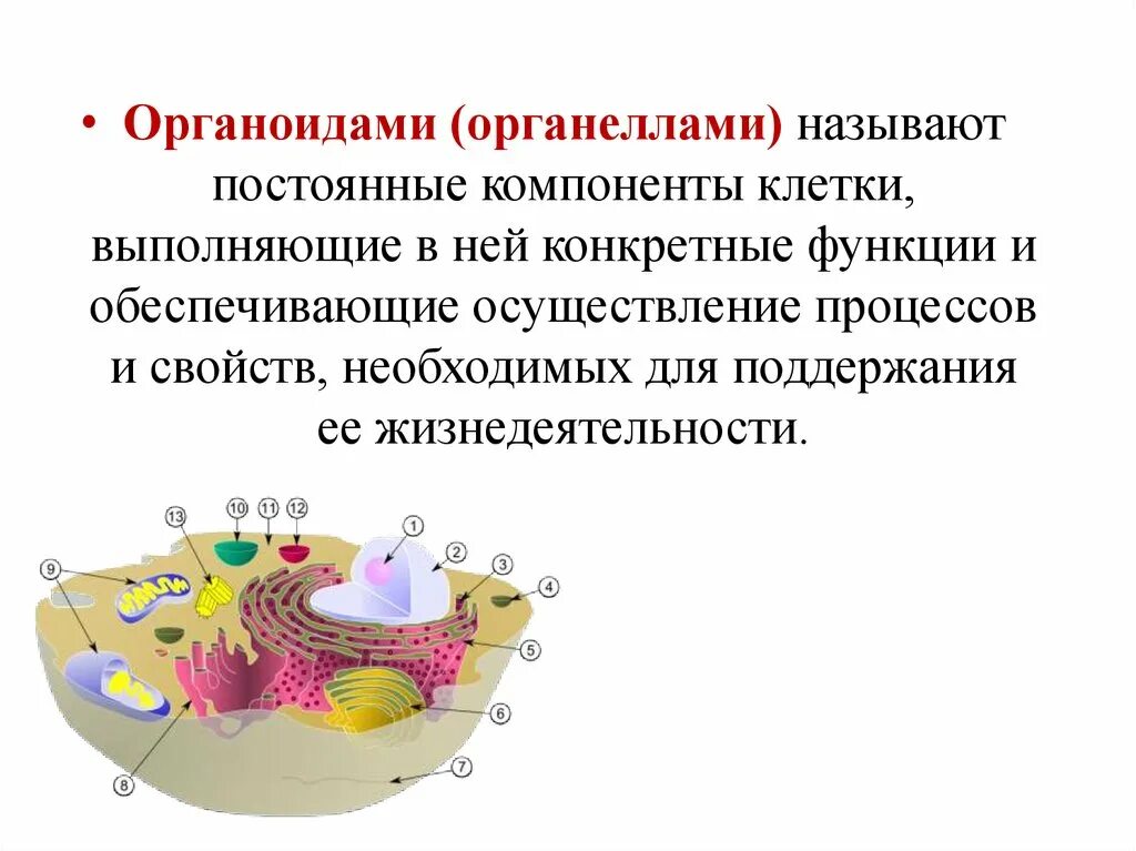 Функции составляющих клетки. Компоненты и органоиды клетки. Органелла элементы клеток. Постоянные компоненты клетки. Постоянные компоненты органоидов.