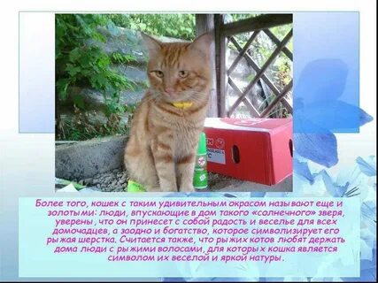 Почему не приходят cats