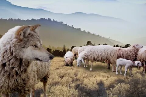 Wolf in sheep's