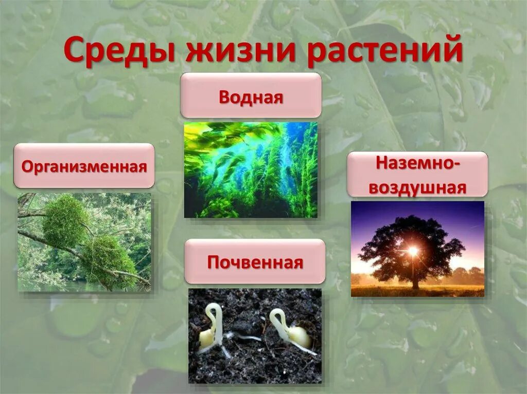 В какой среде обитания находится. Среды жизни. Жизнь и еда. Среда обитания растений. Среды жизни на земле.