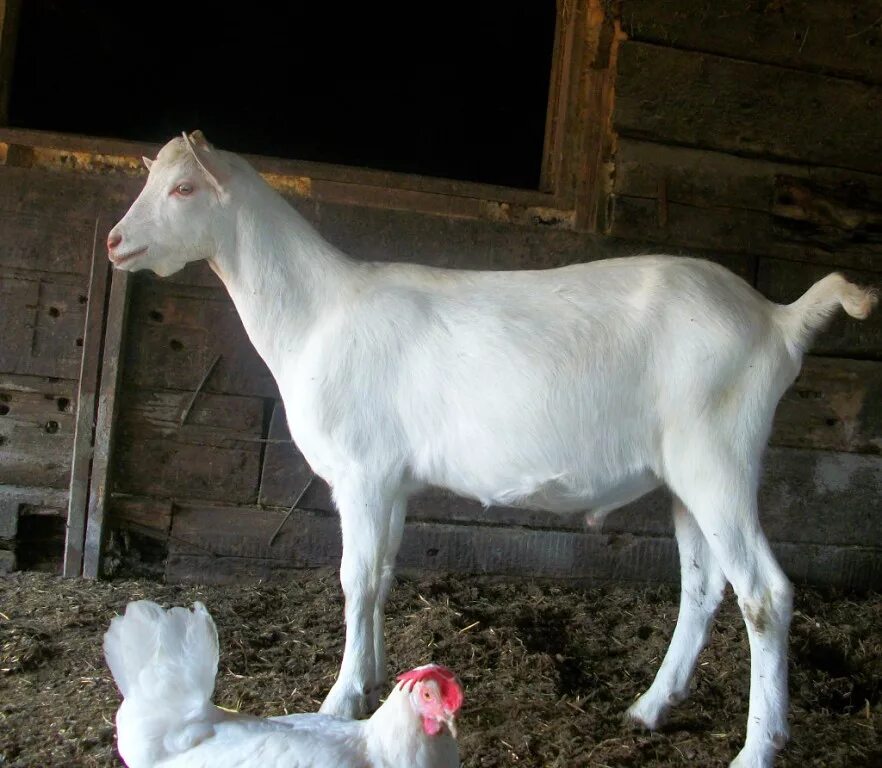 Соски для козлят. Продажа коз. Козы в деревне. Коза. Коза.